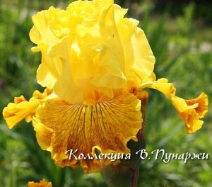 bright sunchine